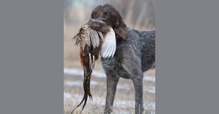 Burley of Salmon River, a Cesky Fousek and Wirehaired Pointing Griffon mix tested with EmbarkVet.com