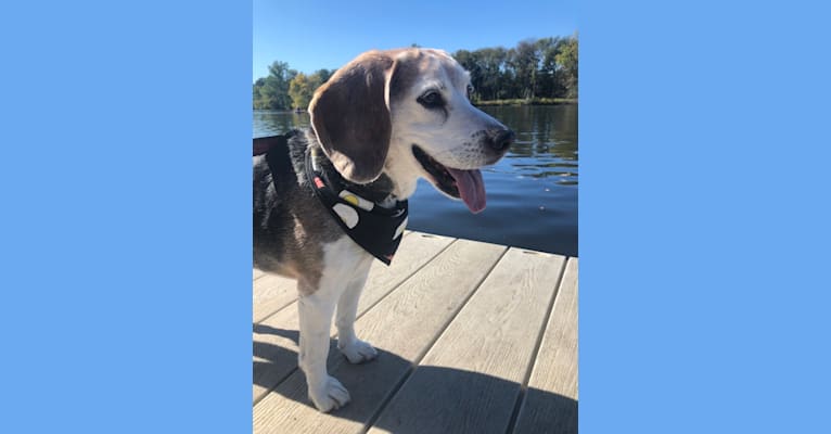 Clark, a Beagle tested with EmbarkVet.com