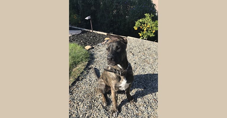 Toby, a Staffordshire Terrier and German Shepherd Dog mix tested with EmbarkVet.com