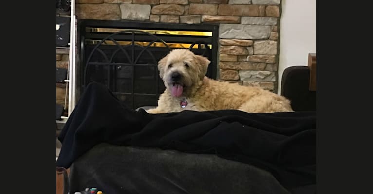 Desmond, a Soft Coated Wheaten Terrier tested with EmbarkVet.com