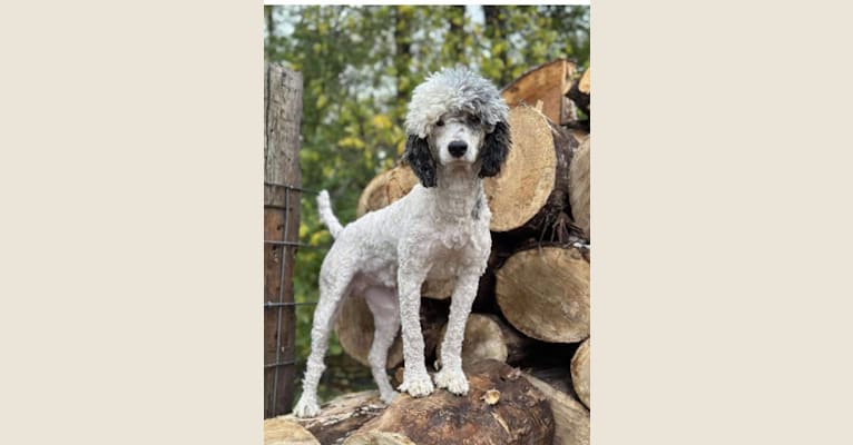Billy, a Poodle tested with EmbarkVet.com