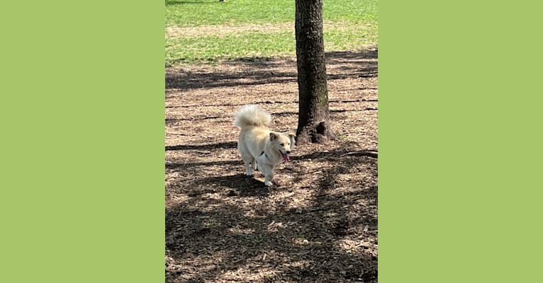 Aspen, an American Eskimo Dog and Chow Chow mix tested with EmbarkVet.com