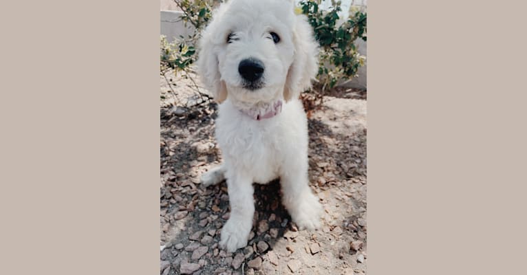 Magnolia Claire, a Goldendoodle tested with EmbarkVet.com