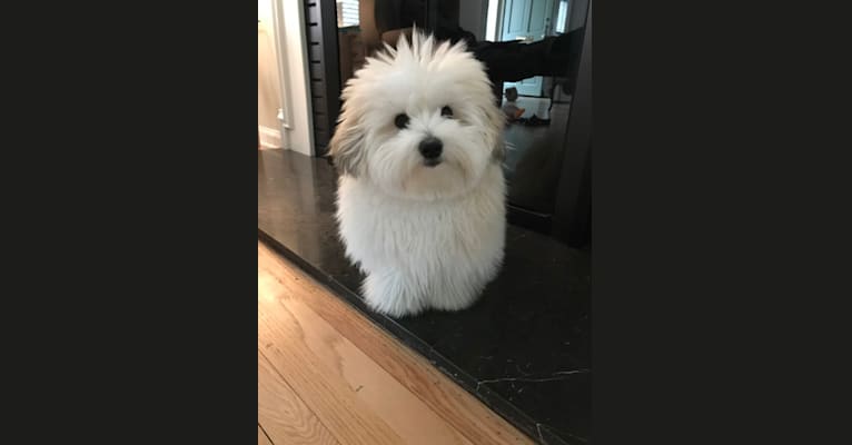 Rafa, a Coton de Tulear tested with EmbarkVet.com