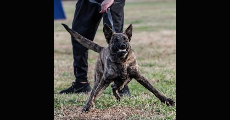 Jinx Van Patriot, a Dutch Shepherd and German Shepherd Dog mix tested with EmbarkVet.com