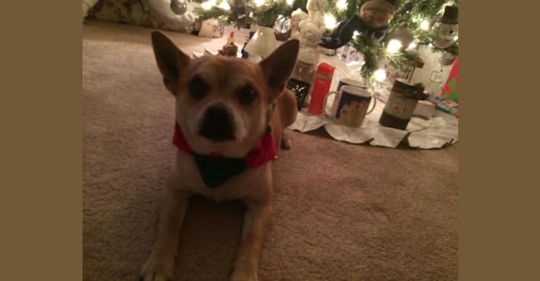 Frankie, a Chihuahua and Miniature Pinscher mix tested with EmbarkVet.com