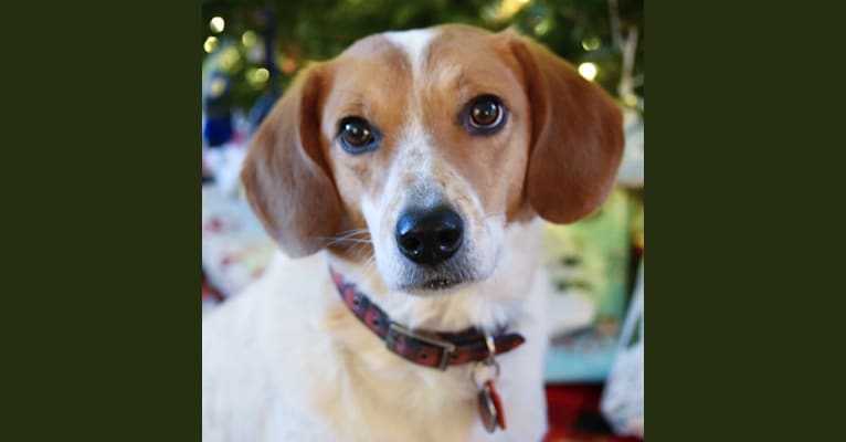 Bodie, an Australian Cattle Dog and Beagle mix tested with EmbarkVet.com