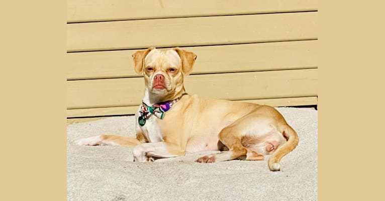 Photo of Sadie, a Chihuahua, Pug, and Pomeranian mix in Riverside, California, USA