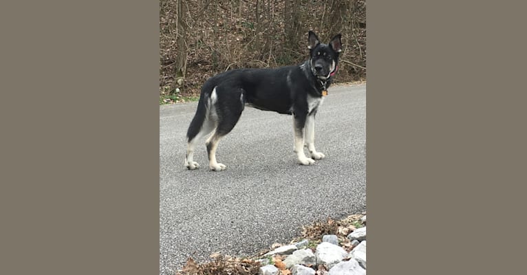 Tasha (Tay-Sha), an Alaskan Malamute and German Shepherd Dog mix tested with EmbarkVet.com