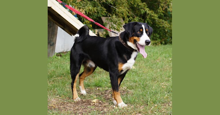 Richie, an Appenzeller Sennenhund tested with EmbarkVet.com