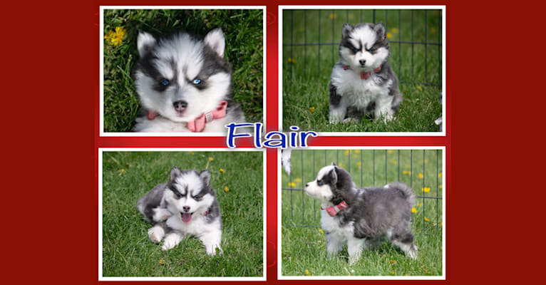 Flare, a Pomsky tested with EmbarkVet.com