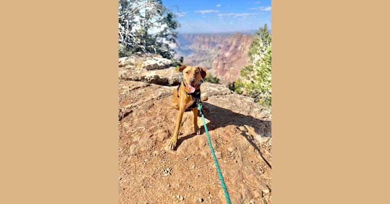 Laszlo, an Australian Cattle Dog and American Pit Bull Terrier mix tested with EmbarkVet.com