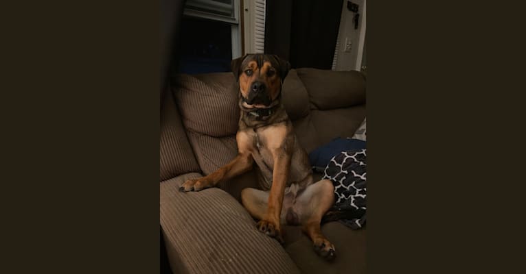 Lenny, a Rottweiler and American Pit Bull Terrier mix tested with EmbarkVet.com