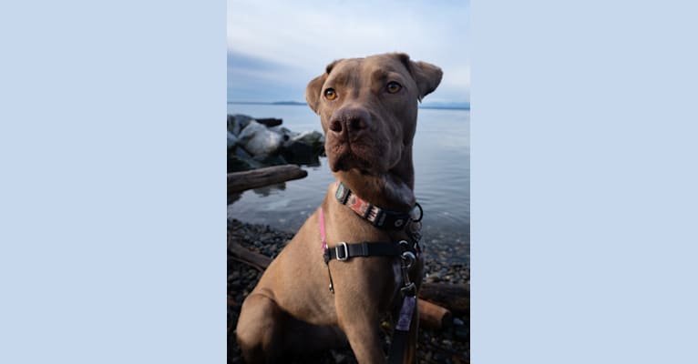 Bonnie, an American Pit Bull Terrier and Labrador Retriever mix tested with EmbarkVet.com