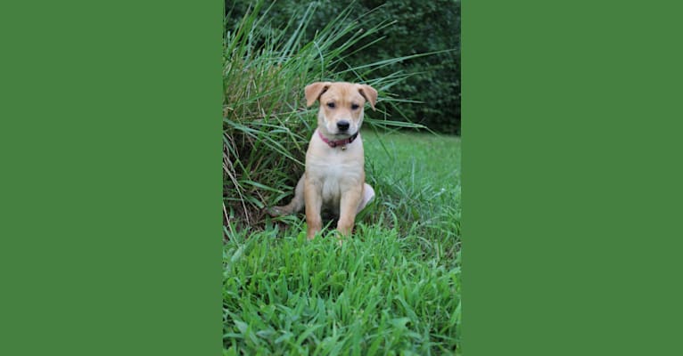 Fizz, a Carolina Dog tested with EmbarkVet.com