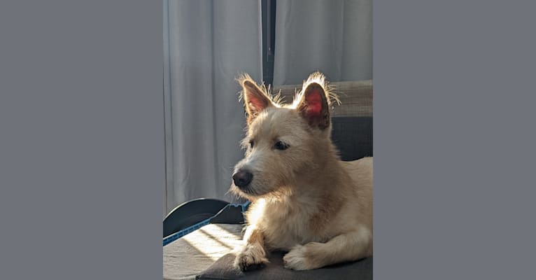 Wonton, a Japanese or Korean Village Dog tested with EmbarkVet.com