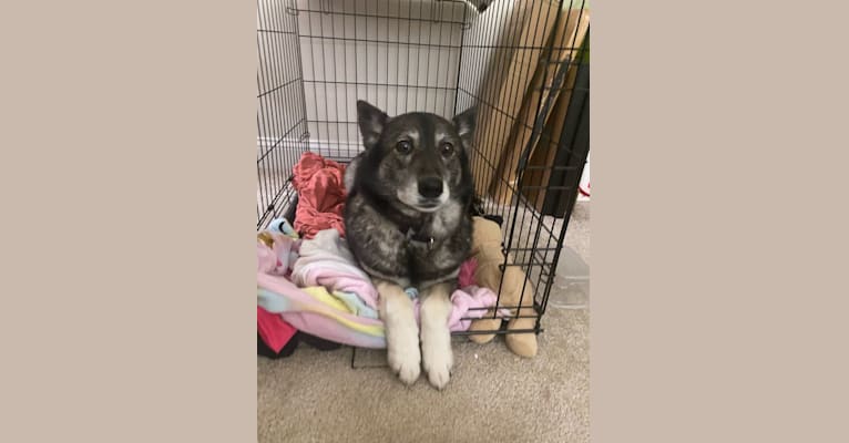 Dora, a Norwegian Elkhound tested with EmbarkVet.com