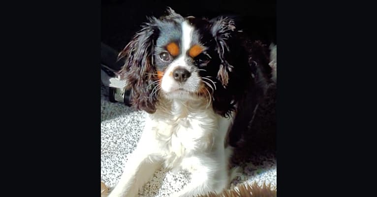 Iver McDerMutt, a Cavalier King Charles Spaniel tested with EmbarkVet.com