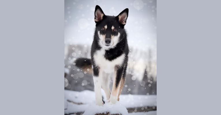 Embark Dog DNA Test Breed