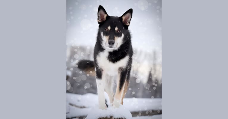 Koda, a Karelian Bear Dog and Laika mix tested with EmbarkVet.com