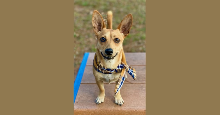 Finn, a Chihuahua and Bichon Frise mix tested with EmbarkVet.com