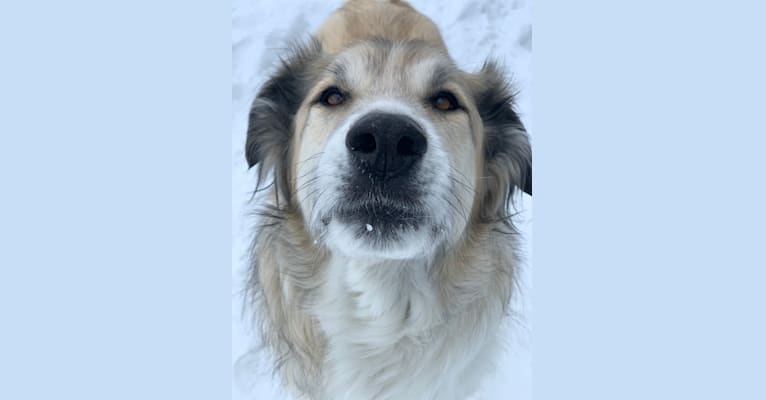 Photo of Hank, a Great Pyrenees, Alaskan Malamute, and German Shepherd Dog mix in Wabasca-Desmarais, Alberta, Canada