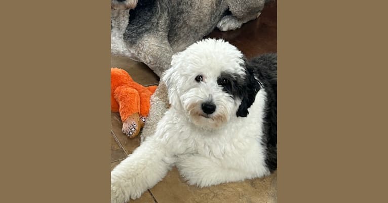 Norah, an Old English Sheepdog and Poodle (Small) mix tested with EmbarkVet.com