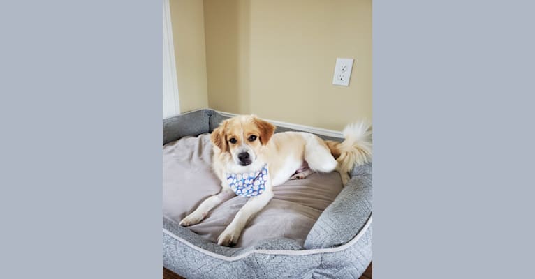 August, a Shih Tzu and Mountain Cur mix tested with EmbarkVet.com