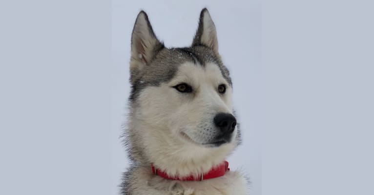 Ember, a Siberian Husky tested with EmbarkVet.com