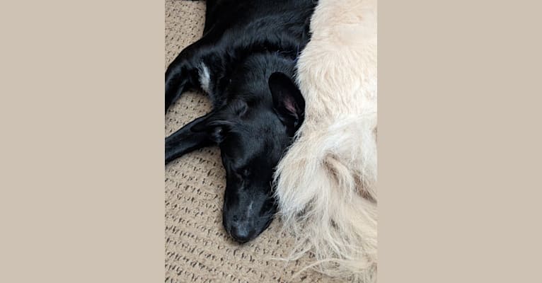 Finnegan, a Beagle and Labrador Retriever mix tested with EmbarkVet.com