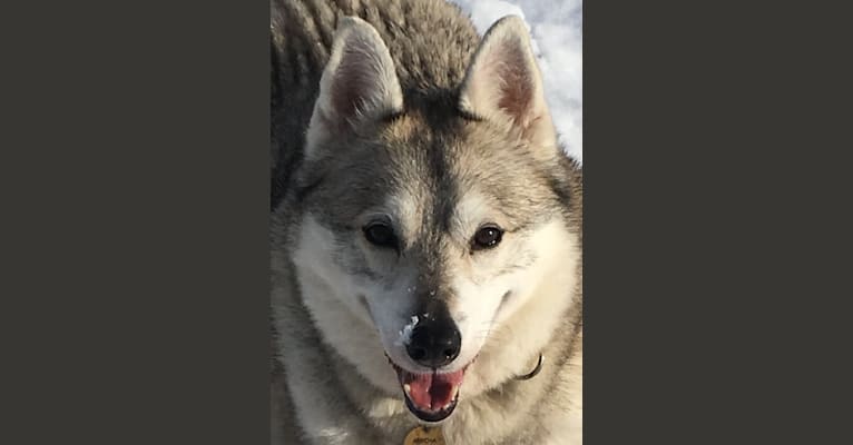Mischa, a German Shepherd Dog and Siberian Husky mix tested with EmbarkVet.com