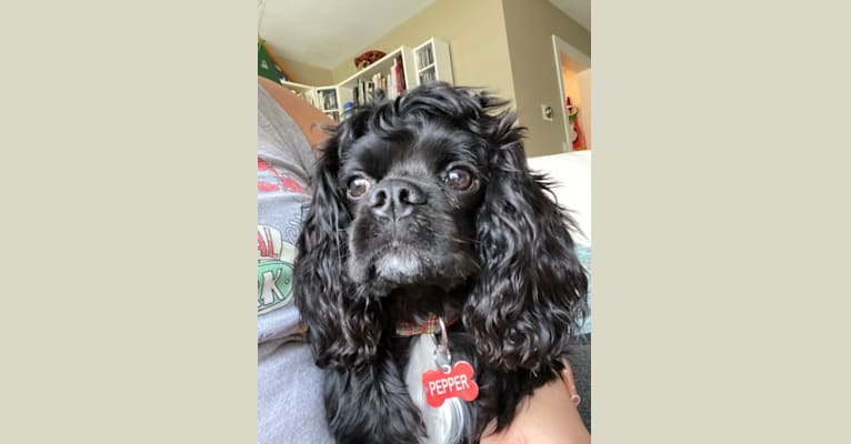 Photo of Pepper, a Cavalier King Charles Spaniel and Cocker Spaniel mix in Mount Vernon, GA, USA