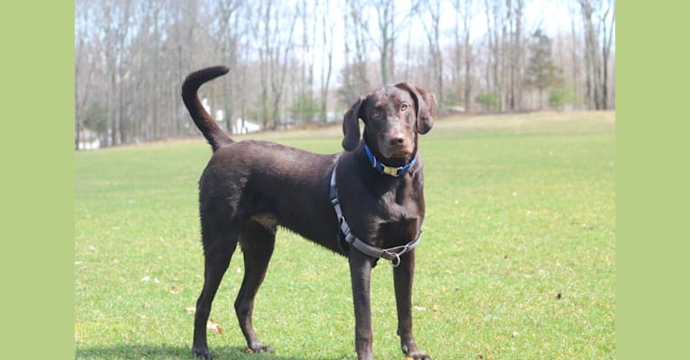 Brady, a Labrador Retriever and Doberman Pinscher mix tested with EmbarkVet.com