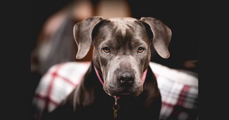 Gladys, an American Bully and American Pit Bull Terrier mix tested with EmbarkVet.com