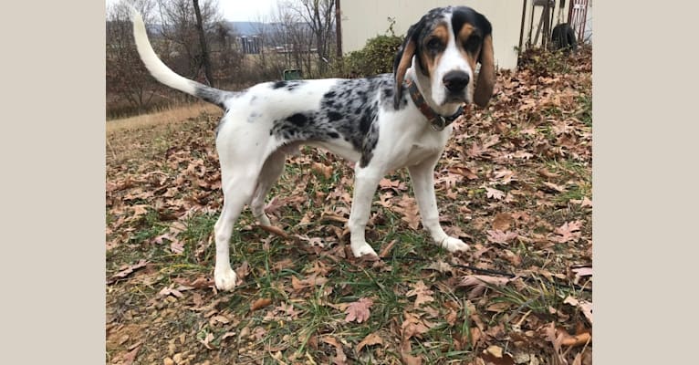 Renegade, an American English Coonhound and Cocker Spaniel mix tested with EmbarkVet.com