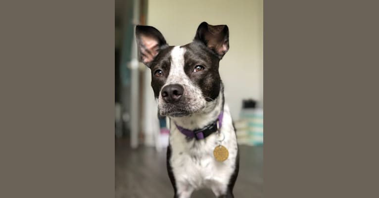 Lucy, a Boston Terrier and Australian Cattle Dog mix tested with EmbarkVet.com