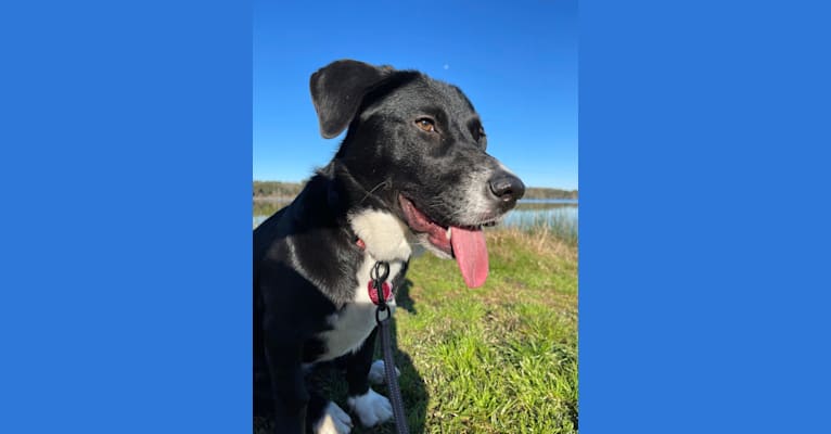 Rosie, a Labrador Retriever and Siberian Husky mix tested with EmbarkVet.com