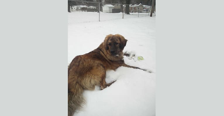 Calvin, a Maremma Sheepdog and Saint Bernard mix tested with EmbarkVet.com