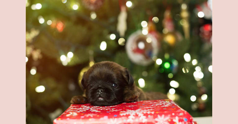 Alice, a Brussels Griffon tested with EmbarkVet.com