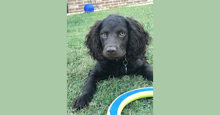 Pippit, an American Water Spaniel tested with EmbarkVet.com