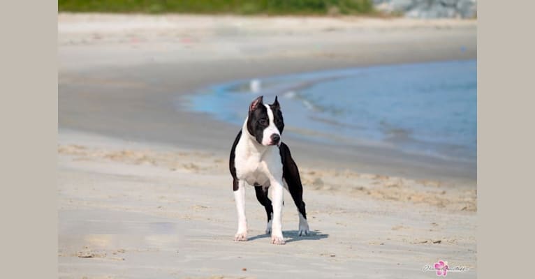 Bikini, an American Staffordshire Terrier tested with EmbarkVet.com