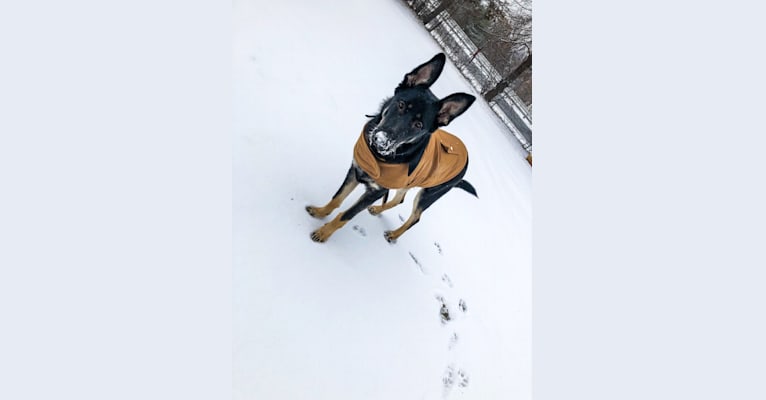 Bando, a German Shepherd Dog and Collie mix tested with EmbarkVet.com
