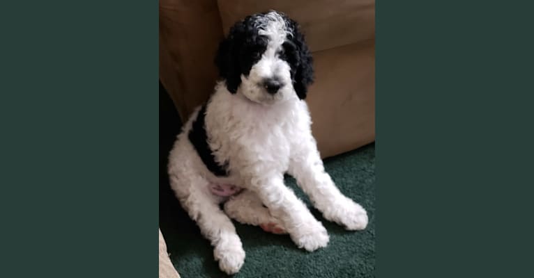 Black Collar Puppy, a Poodle (Standard) tested with EmbarkVet.com
