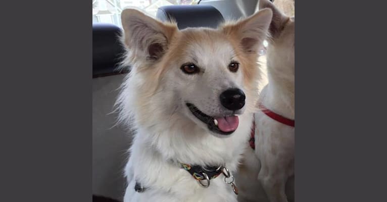 Ginger, a Formosan Mountain Dog tested with EmbarkVet.com