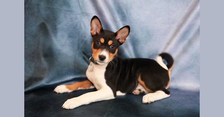 Duma, a Basenji tested with EmbarkVet.com