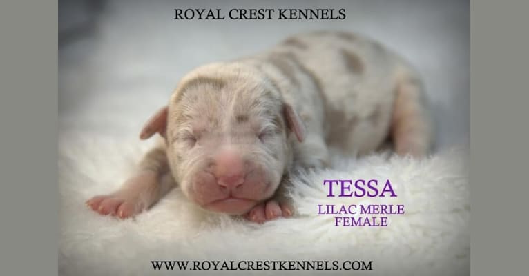 Photo of TESSA, an American Bully and Olde English Bulldogge mix