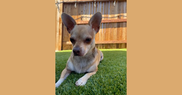 Minnie, a Chihuahua and Yorkshire Terrier mix tested with EmbarkVet.com