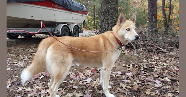 Embark Dog DNA Test Breed