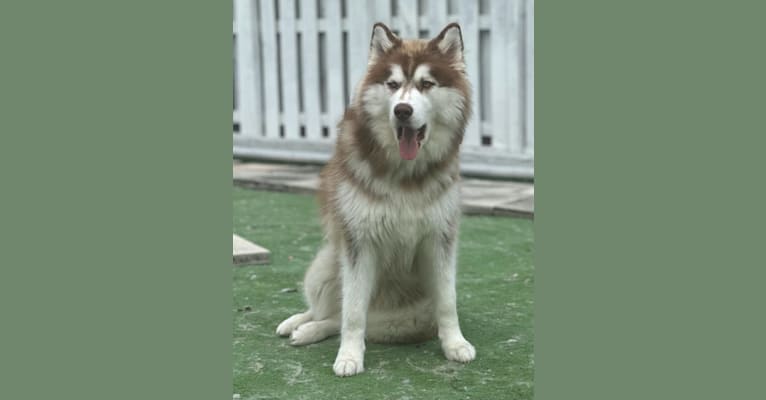 Blue Moon Huskies “ Jade “, a Siberian Husky tested with EmbarkVet.com