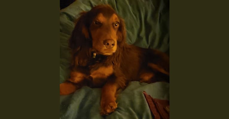 Remy, an English Cocker Spaniel (Working Type) and English Cocker Spaniel mix tested with EmbarkVet.com